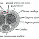 Image for article titled This Is How Penile Erection Actually Works